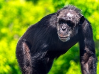 Nelspruit, Instytut Szympansów imienia Jane Goodal